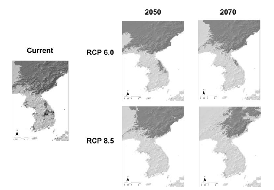 Prediction of distribution of Rhododendron micranthum under climate change.