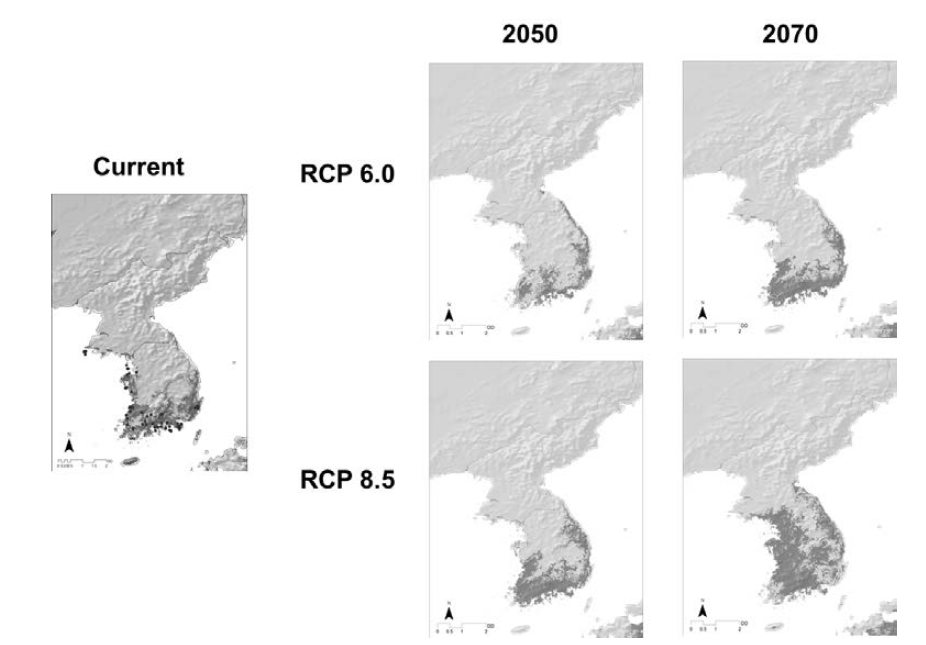 Prediction of distribution of Meliosma myriantha under climate change.