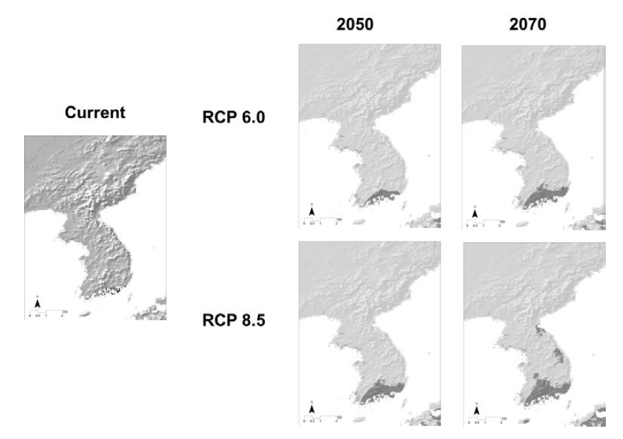 Prediction of distribution of Mallotus japonicus under climate change.