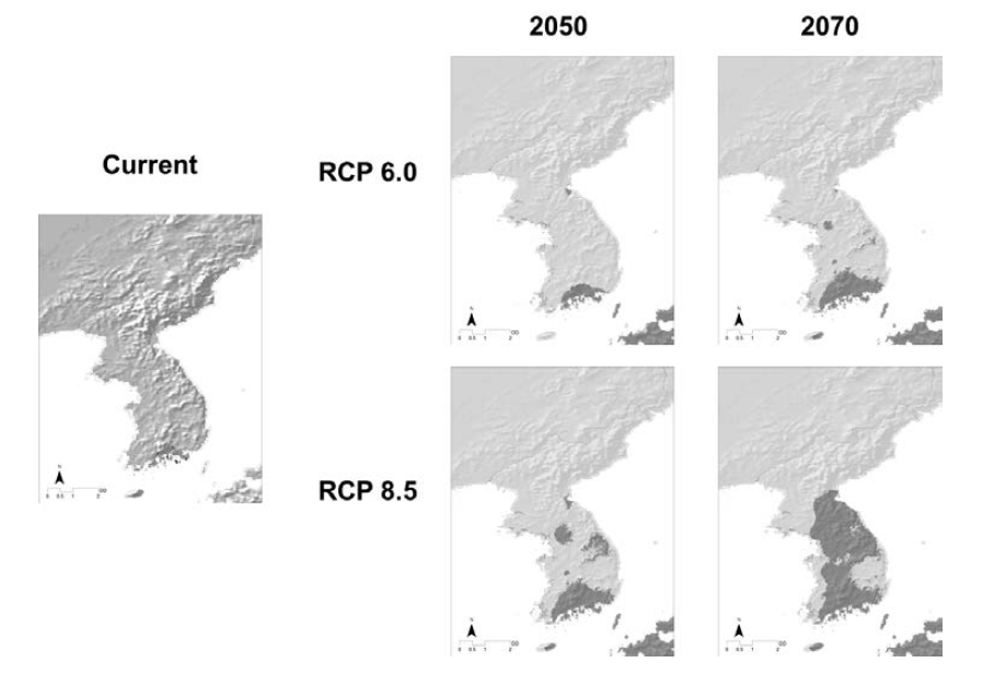 Prediction of distribution of Neolitsea sericea under climate change.