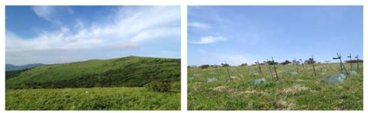 Subalpine grassland in Mt. Sobaek (left), Open-top chamber (right)