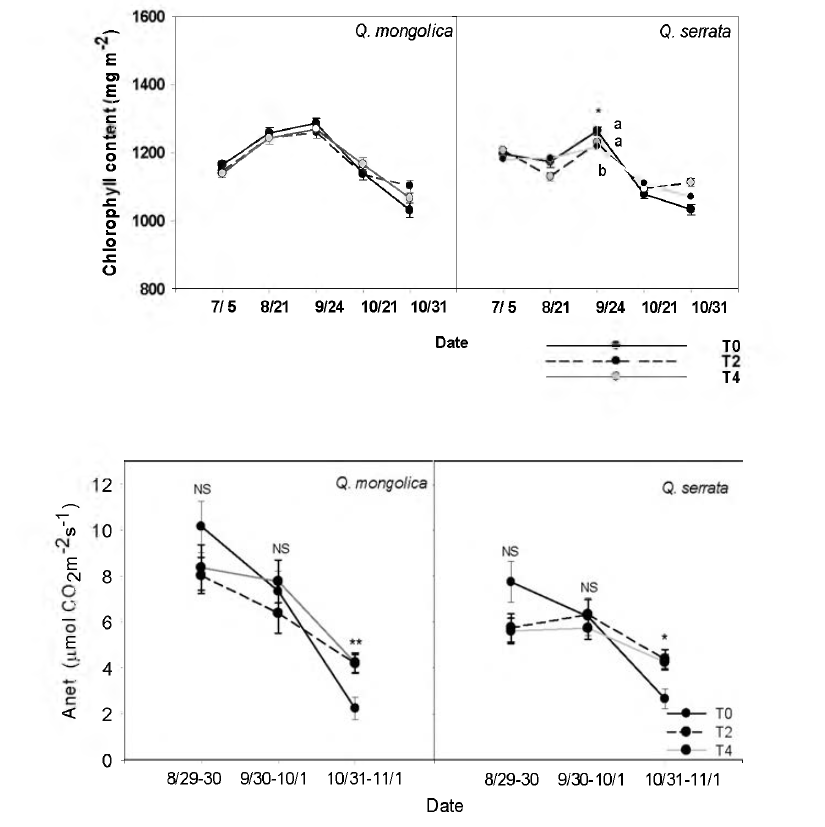 Average of net photosynthetic rates (above) and chlorophyll contents (below) for Q. mongolica and Q. serrata in T0，T2 and T4.