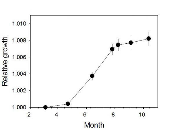 Relative growth of Pinus koraiensis in M t. Taehwa.