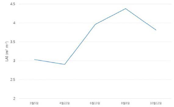 Leaf area index of Pinus koraiensis in Mt. Taehwa.