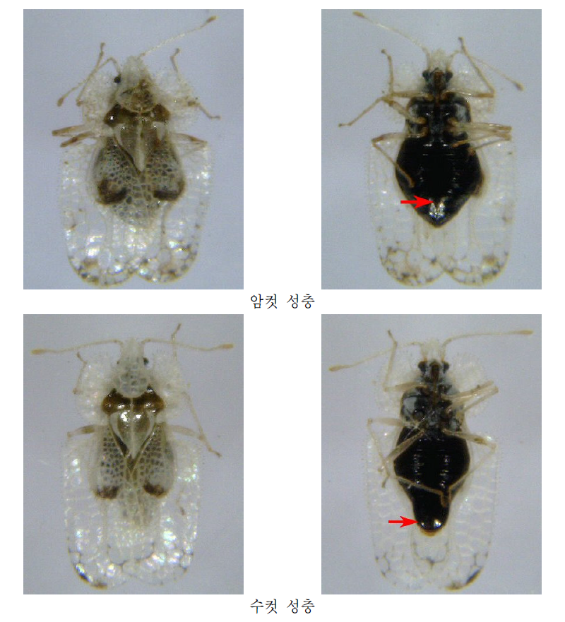 버즘나무방패벌레의 암수 구분