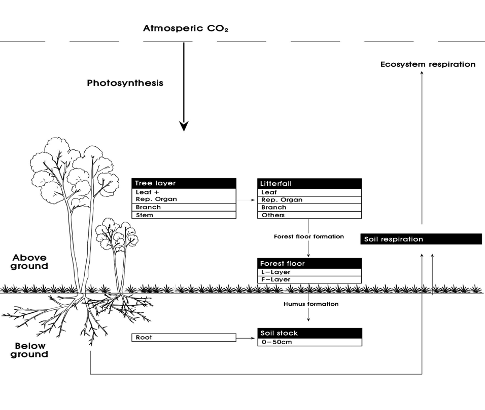 산림생태계의 탄소순환 모식도