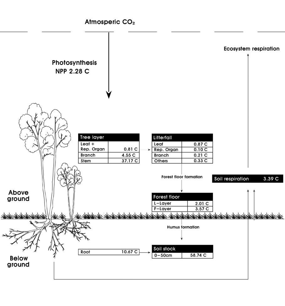 월악산 소나무림의 유기탄소 분포 및 순환 모식도