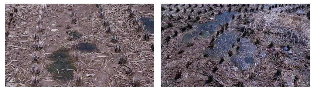 월악산국립공원 내 농경지에서 집단 폐사한 북방산개구리의 알