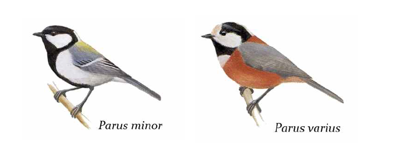 박새 (왼쪽)와 곤줄박이 (오른쪽)