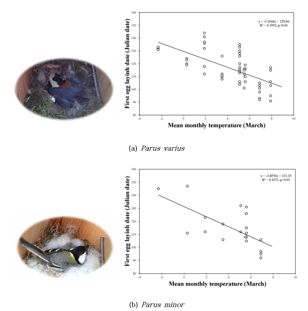 지리산 연구지역의 곤줄박이 (Parus varius ; a)와 박새 (P. minor ; b)의 3월 월평균온도와 첫산란일