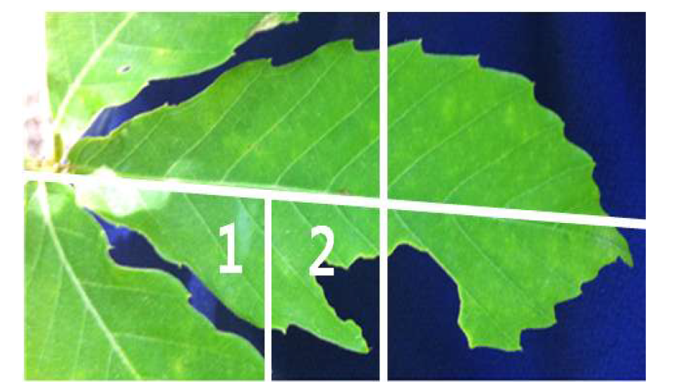 초식곤충의 식흔활동이 나타난 잎의 식흔 측정 예시