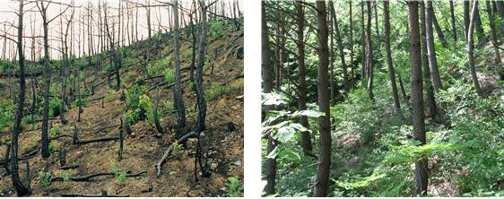 산불 발생 후 식생의 제거로 인해 들어난 표토 (좌) 산불 미 발생 지역 (우)