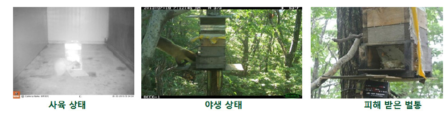 Bee hive attack behavior by yellow-throated marten