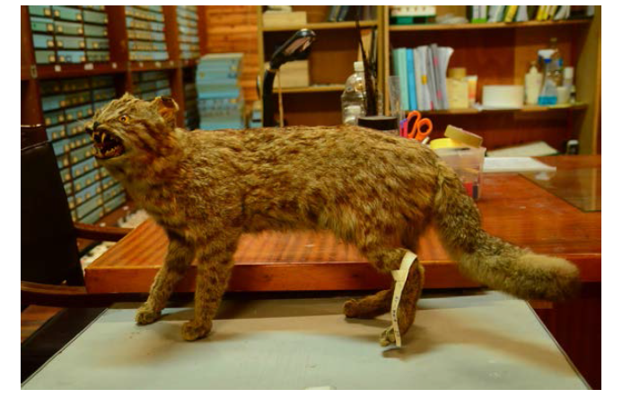 Taxidermined leopard cat in Jeju nature history museum(Captured location indistinct)