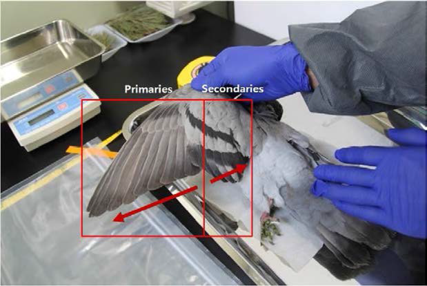 Sampling parts of primary and secondary feathers