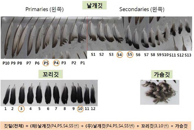 Feather types and sampling positions of feathers