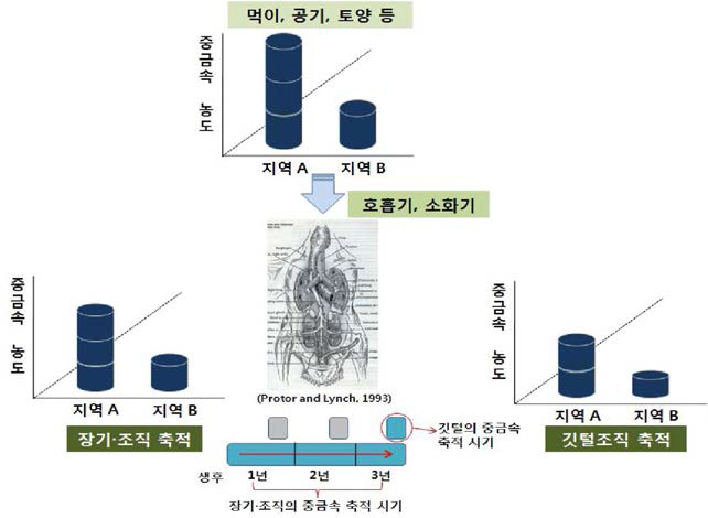 Diagram of relations of heavy metal accumulations between viscera and feathers.