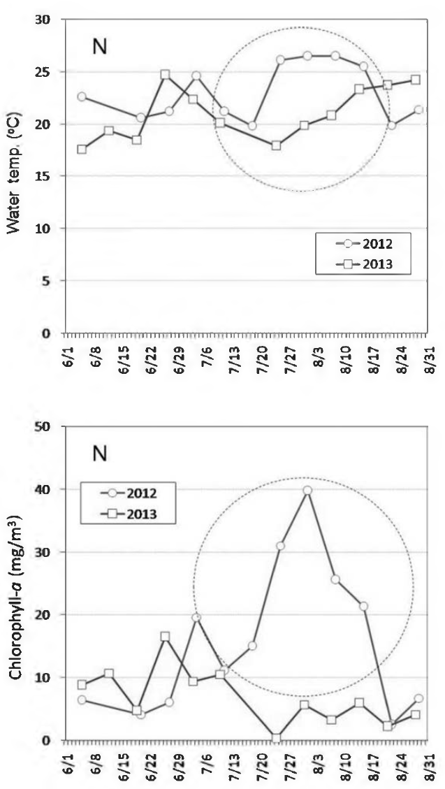 Comparison of water temperature and chlorophyll-α fluctuation in 2012 and 2013 at Bughan-river(N) sampling sites from June to August