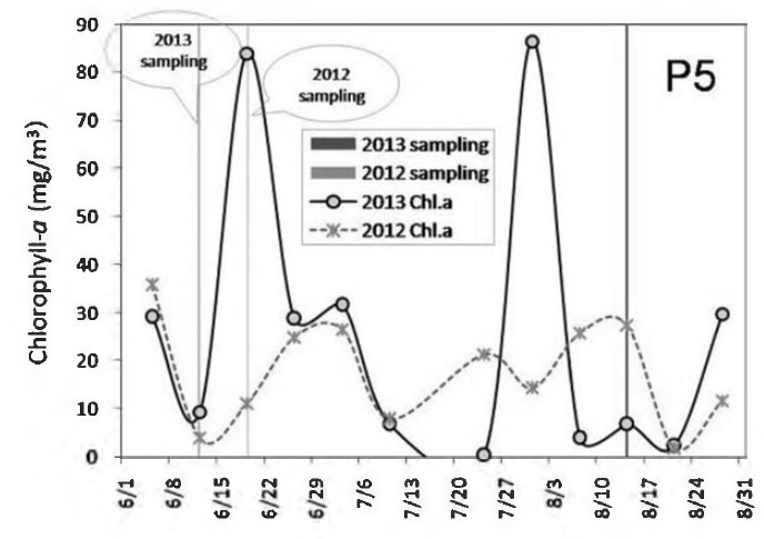 Chlorophyll-a fluctuation in 2012 and 2013 at Kyeongan stream(P5) sampling sites from June to August