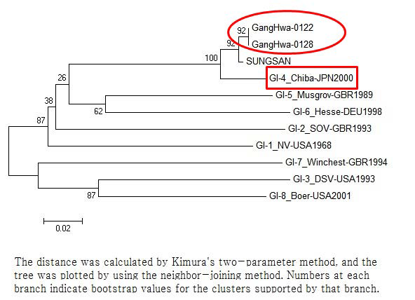 Phylogenetic analysis of norovirus detected at Juchon