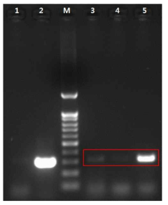 60 cm 심도 MS2 nested-PCR 결과
