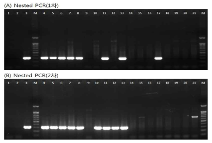 안성 지하수 MS2 nested PCR 결과
