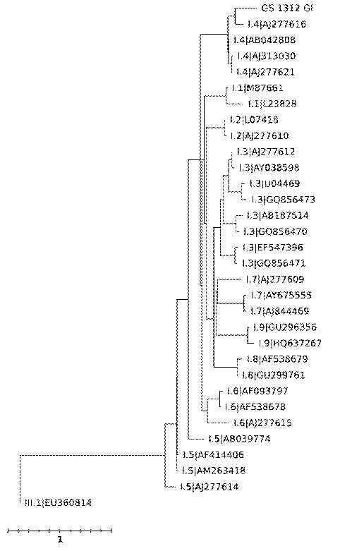 2013년도 12월 계성천 시료의 노로바이러스 GI 유전자 계통분류학적 분석