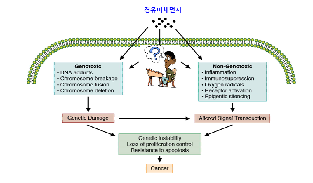 Genetic and epigenetic/ non-genotoxic toxicity mechanisms in lung cancer