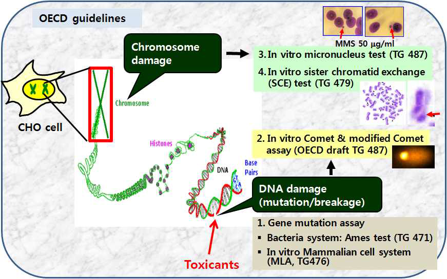 Genotoxicity test