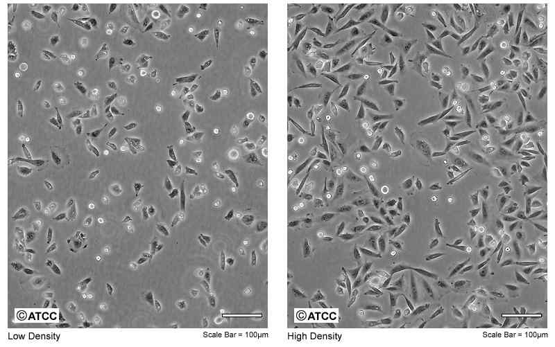 CHO-K1 cells