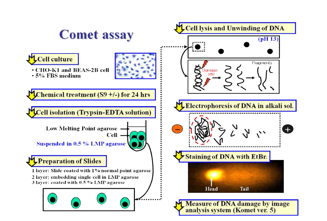 Comet assay to identity DNA damage