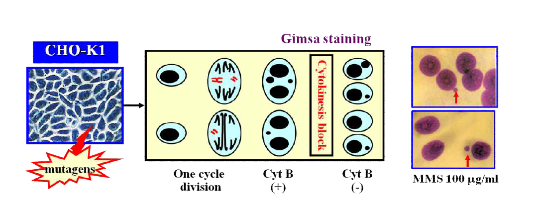 In vitro Cytochalasin B micronucleus test for identifying chromosomal damage