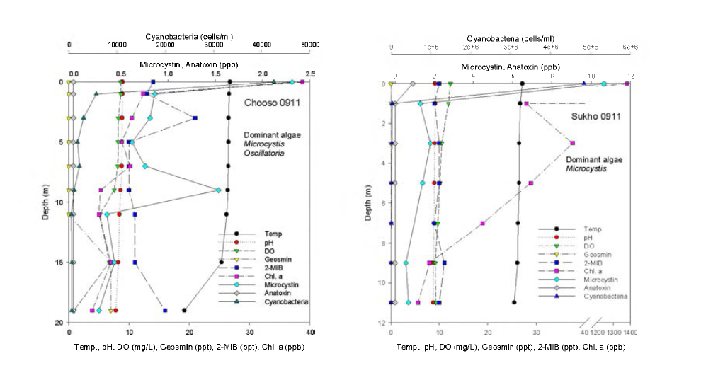 Depth distribution of cyanobacterial bloom (September 11)