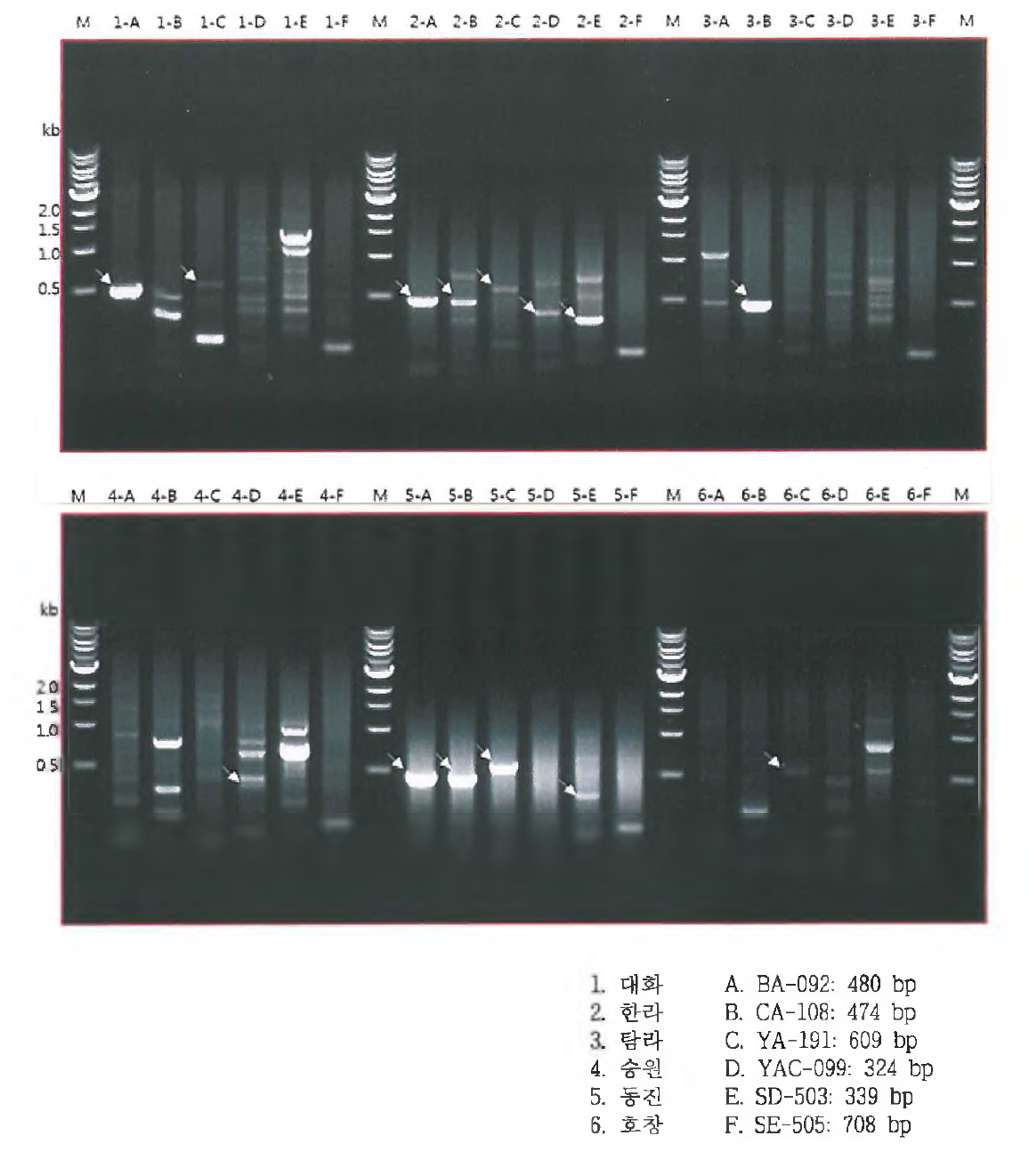전기영동 결과. M, marker; lane 1, 6종의 DNA (BA-092, CA-108, YA-191, YAC-099, SD-503, SE-505); lane 2~7, 타겟 균주의 DNA.