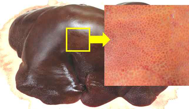 생체 간 텍스처 획득 실험과정