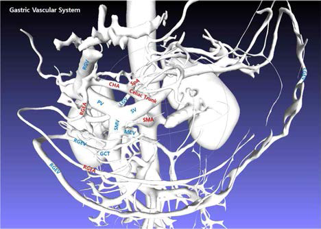 위장 혈관의 3D 모델과 주요 혈관 세그먼트 레이블