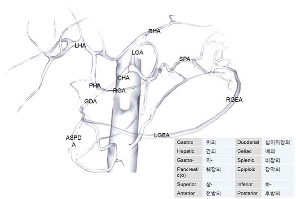 동맥 혈관 (celiac trunk 분기 혈관)