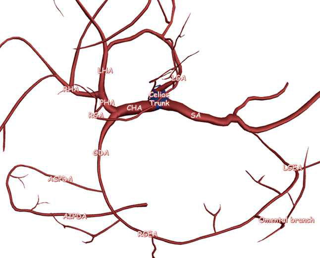 Celiac trunk 분기로부터 시작되는 동맥 혈관