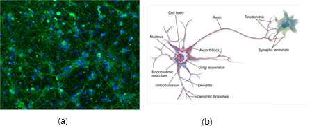 (a) 생물학적 신경망의 이미지와 (b) 뉴런 세포의 해부학적 도식[1]