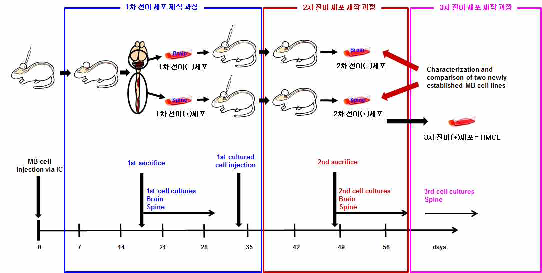 수모세포종양의 highly metastatic cell line 제작 과정