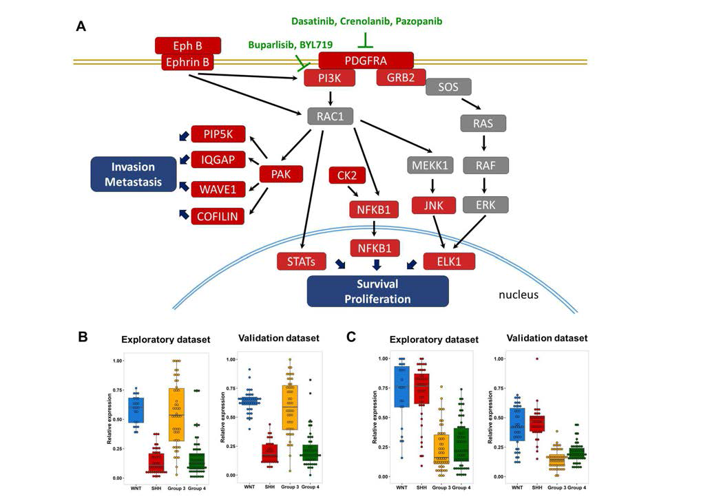 Prognosis-related signaling pathways with targeted agents in Group 3. A, Schematic diagram showing prognostic signaling with representative genes. The genes in red box indicate prognostic cores genes and those in gray box denote linker genes included to connect the signaling pathway. Targeted agents in clinical, preclinical or early phase development are presented with green color. B, Boxplots of relative expression of MYC. C, Boxplots of relative expression of PDGFRA in subgroups of pediatric medulloblastoma in exploratory and validation dataset.