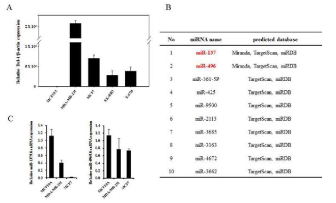 유방암 세포주에서 Del-1 및 Del-1과 상보적으로 결합하는 후보 miRNA 발현 분석