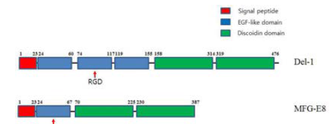 Del-1과 MFG-E8 단백질 도메인