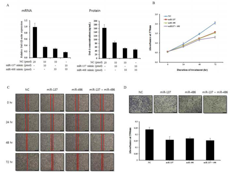 삼중음성유방암 세포증식, 세포이동, 세포침윤에서 miR-137과 496의 복합 효과