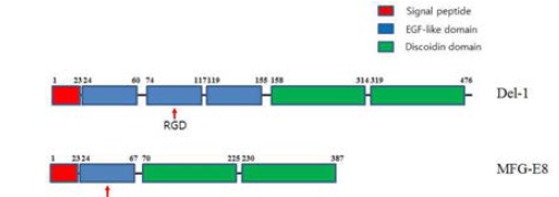 Del-1과 MFG-E8 단백질 도메인