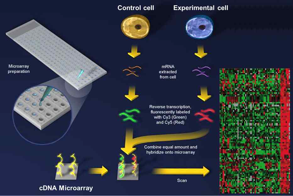 간암 억제 기전 규명을 위해 도입한 microarray 법의 모식도