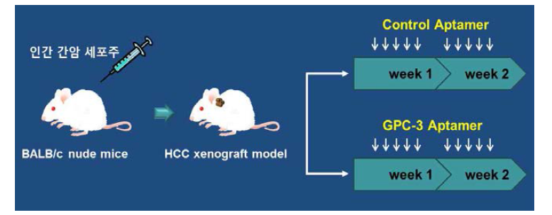GPC3-특이 압타머의 간암 억제 효능 안전성 검증을 위한 in vivo study 실험프로토콜