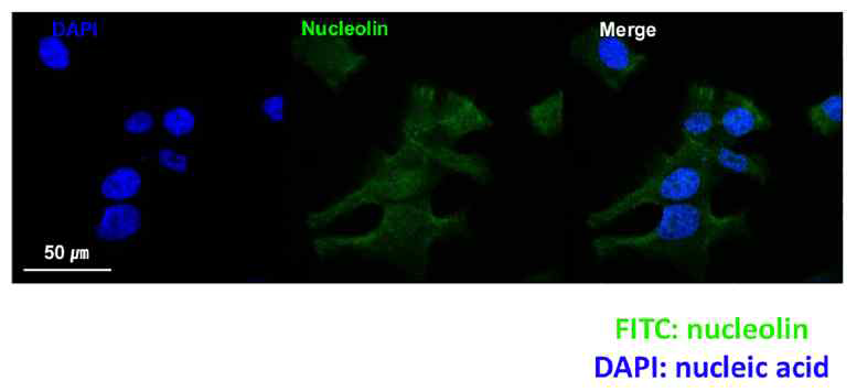 간암 세포에서의 nucleolin 발현 검증