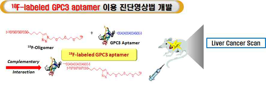 GPC3-특이 압타머 이용한 간암 진단영상법 개발