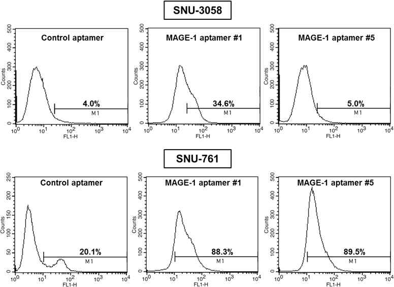 MAGE-1-특이 압타머 #1, #5의 SNU-3058, SNU-761 세포에의 affinity 분석